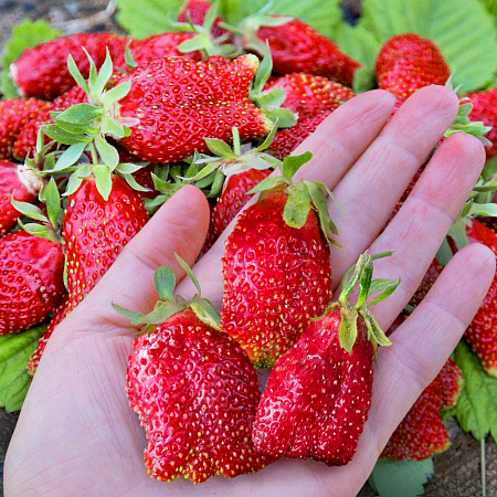 Фото Земклуника садовая Петровна (в горшках)