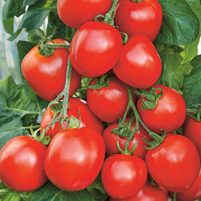 Помидор Гюзель F1 5шт