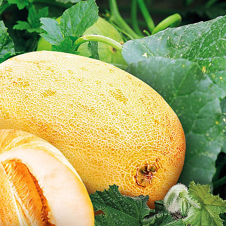 Фото Дыня Радужная