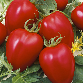 Помидор Бонапарт F1