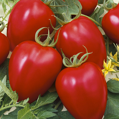 Помидор Бонапарт F1