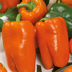Перец сладкий Ревия