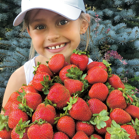 Фото Земляника садовая Альбион