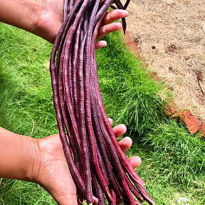 Фасоль Спагетти фиолетовая F1