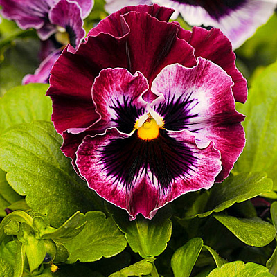 Виола Фризл Сизл Малиновая