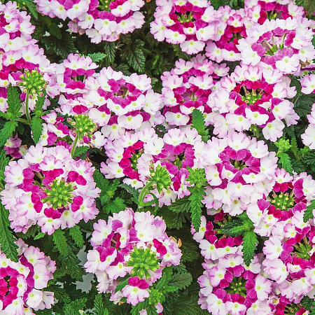 Фото Вербена Наваждение фиолетовые оттенки