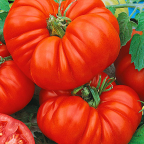 Помидор Брутус F1