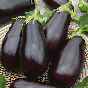 Баклажан Мирвал F1