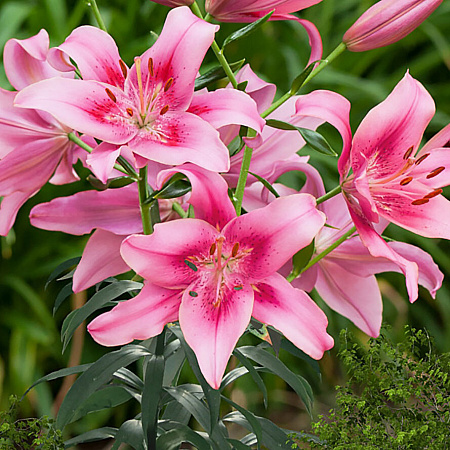 Фото Лилия ОА-гибрид Чайлд ин Тайм