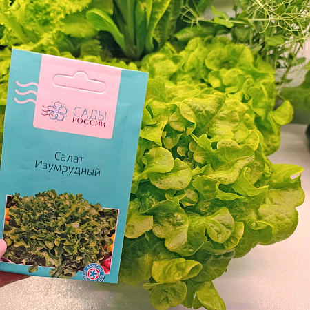 Фото Салат Изумрудный