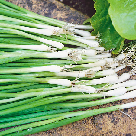 Фото Лук на зелень Параде 0,8гр