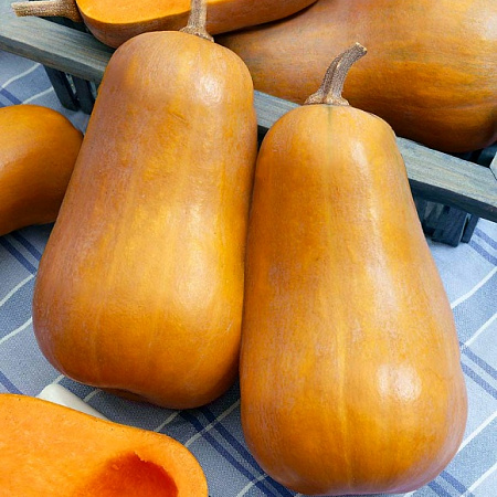 Фото Тыква Капелька F1