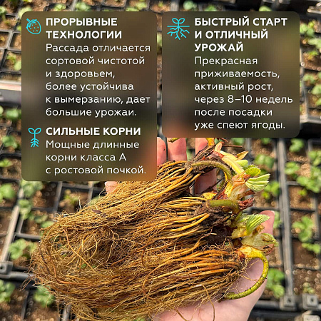 Фото Земляника садовая Медовая