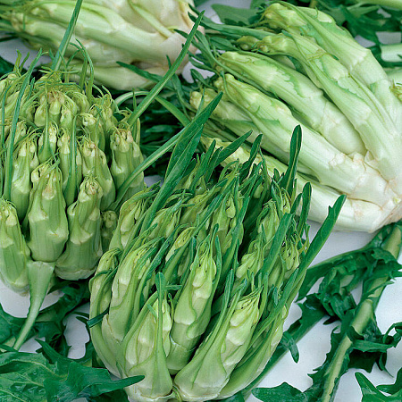 Фото Цикорий каталонский из Галатины