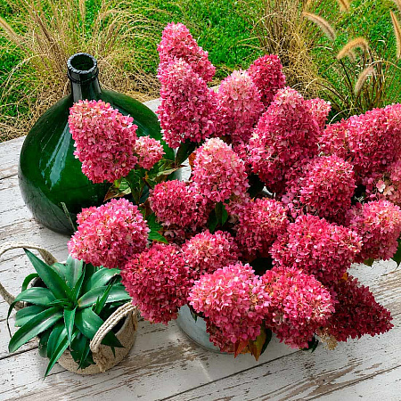 Фото Гортензия метельчатая Редлайт