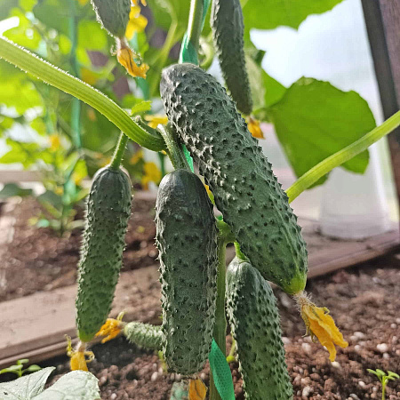 Фото Огурец Гилрой F1