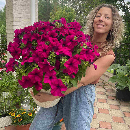 Фото Петуния Дримс Бургунди