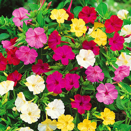 Фото Мирабилис Олимп