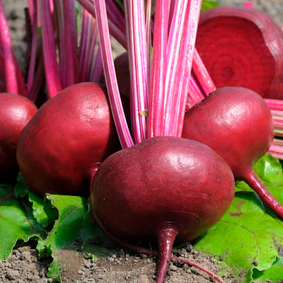 Свёкла Египетская плоская