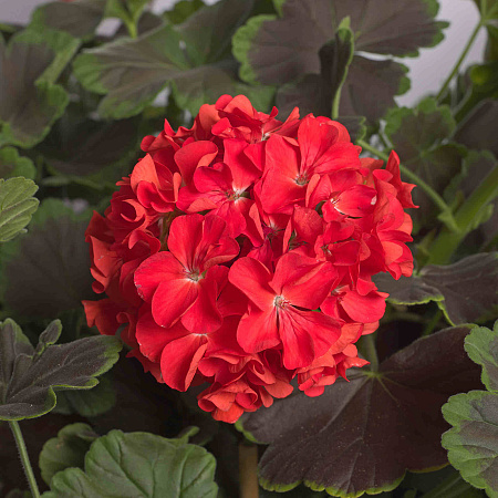 Фото Герань Ночь Скарлетт