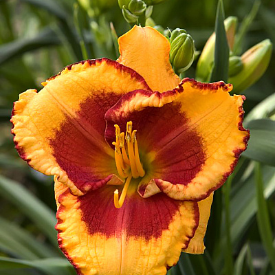 Лилейник Энди Кэнди