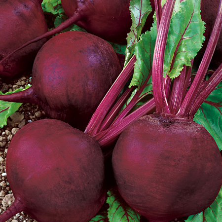 Фото Свёкла Диаз F1