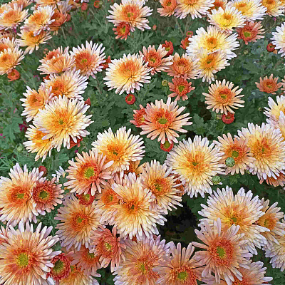 Хризантема корейская Осенний вальс