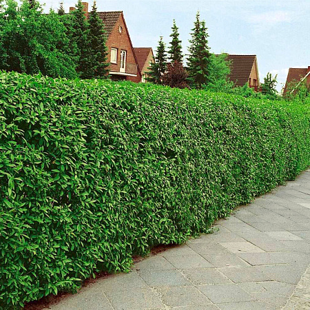 Фото Бирючина обыкновенная Атровиренс