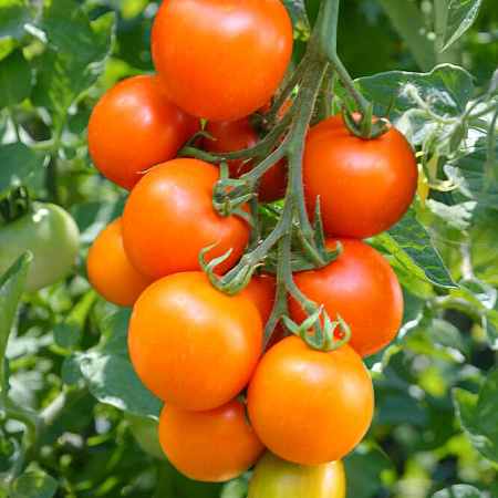 Фото Помидор Голден Сет F1