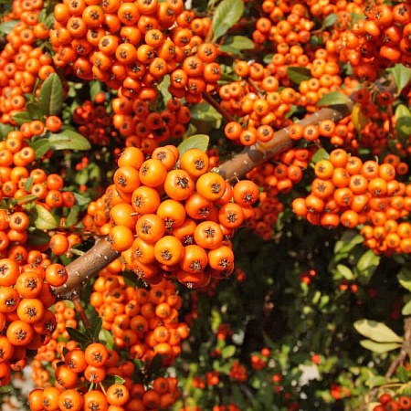 Фото Пираканта гибридная Оранж Чармер