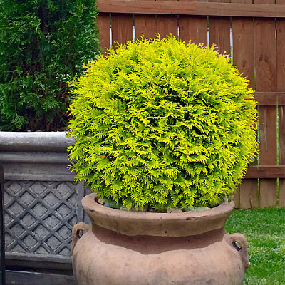 Туя западная Голден Глоб