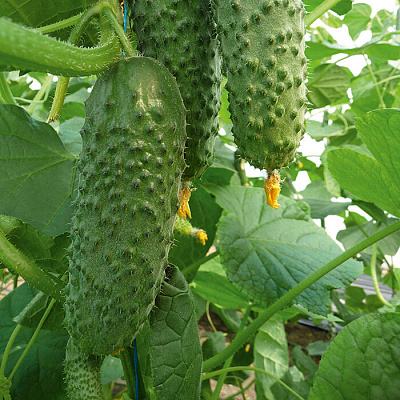 Огурец Одетте F1