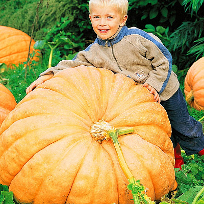 Тыква Атлант 6шт