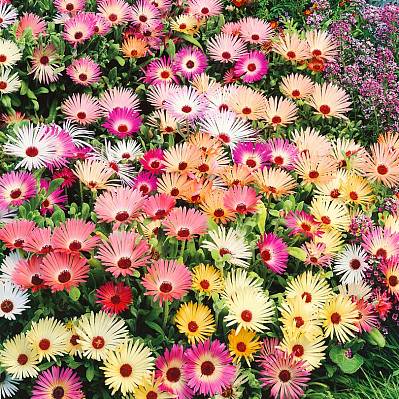 Фото Доротеантус Краски лета 0,1гр