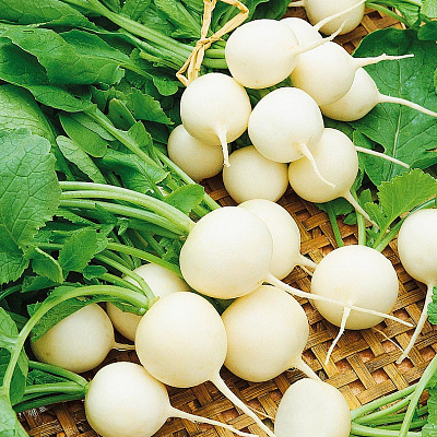 Редис Альбена