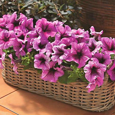 Фото Петуния Тритуния Плам