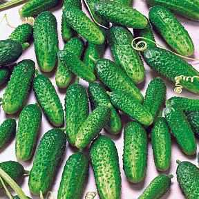 Огурец Пасамонте F1