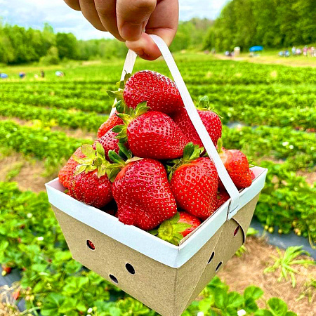 Фото Саженцы земляники садовой Лорд
