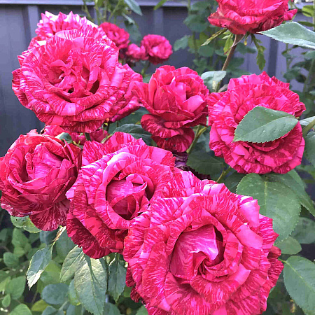 Фото Роза чайно-гибридная Ред Интуишн