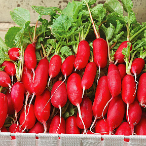 Редис Форум