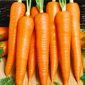 Морковь Принцесса F1