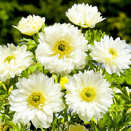 Фото Ветреница (анемона) Эверест