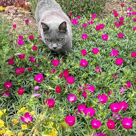 Фото Каллирое покрывальное Буффало роуз