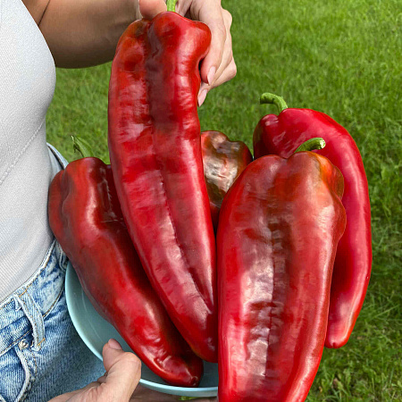 Фото Перец сладкий Саурон F1