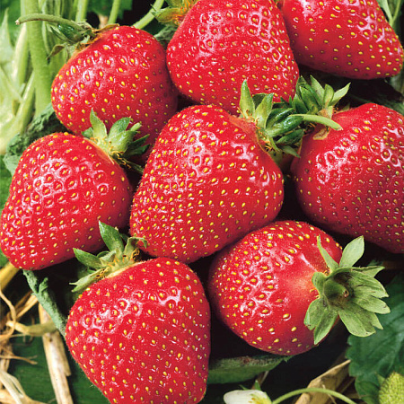 Фото Земляника садовая Деройял