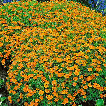 Фото Бархатцы тонколистные Мандарин джем