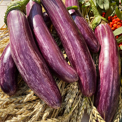 Баклажан Зебрино F1