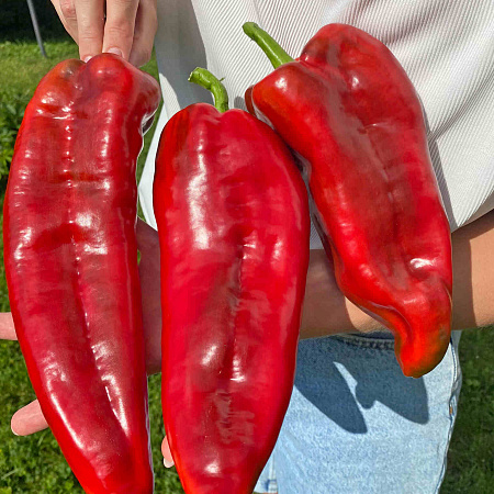 Фото Перец сладкий Саурон F1