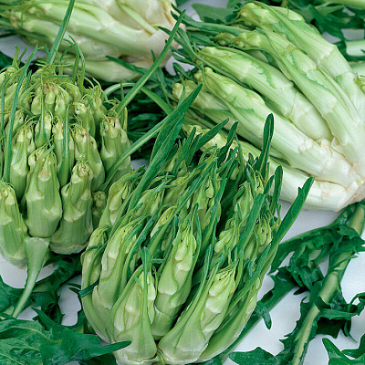 Цикорий каталонский из Галатины