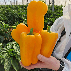 Перец сладкий Рубик F1